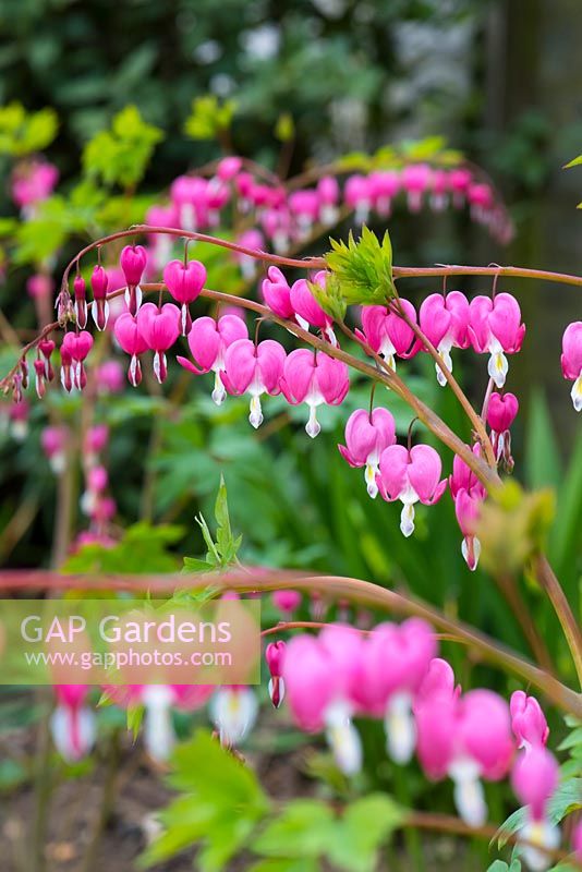 Lamprocapnos spectabilis - Bleeding Heart