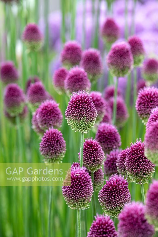 Allium sphaerocephalon - Round-headed garlic 