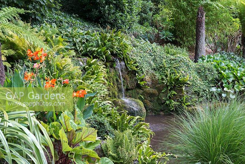 A cascade of water splashes into a pool edged in hart's-tongue ferns, Bergenia, Hosta, ornamental grasses, ivy and Canna.