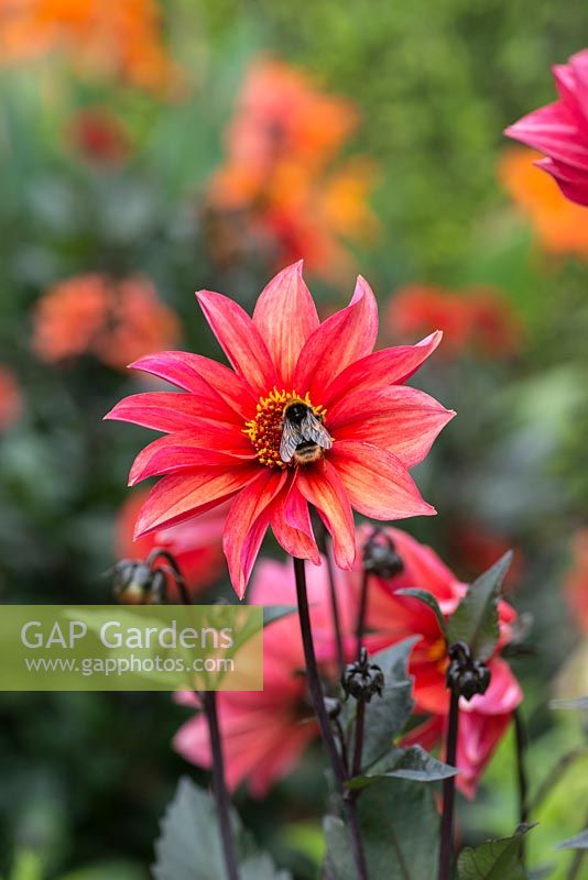 Dahlia 'Waltzing Mathilda' 