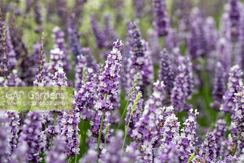 Lavandula x intermedia 'Anniversary Bouquet' - Lavender 'Anniversary Bouquet'