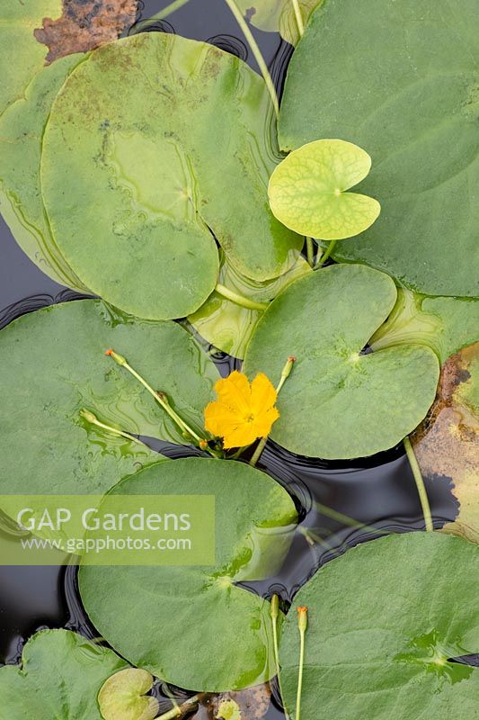 Nymphoides aurantiaca - Yellow-flowered Snowflake