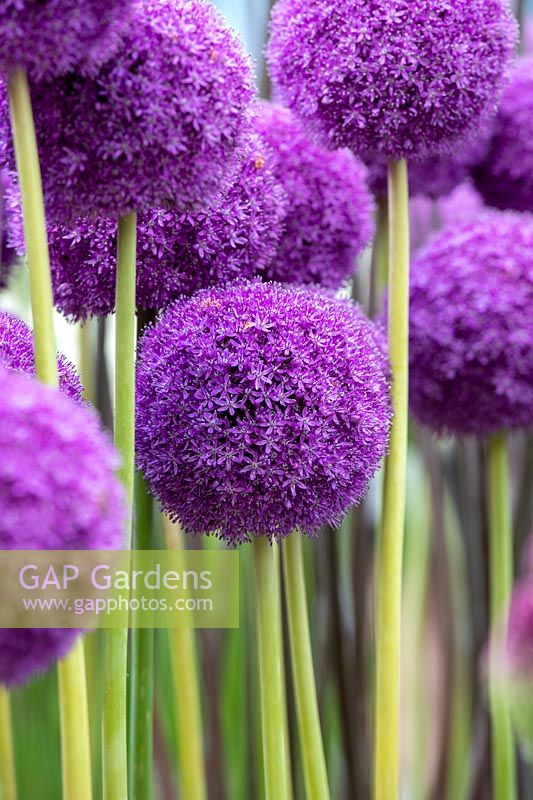 Allium 'Ambassador' flowers - Ornamental onions on a flower show display 