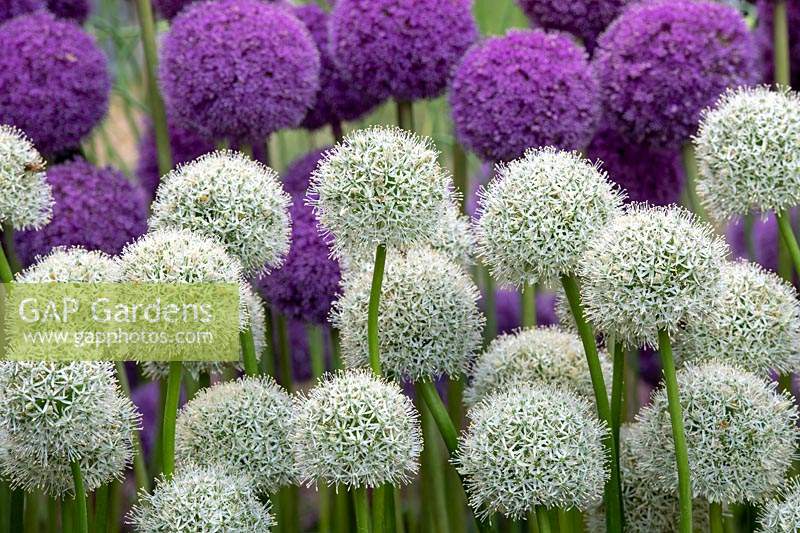 Allium stipitatum 'Mount Everest' and Allium 'Ambassador' flowers - Ornamental onions on a flower show display . 