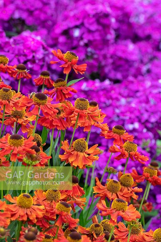 Helenium 'Mardi gras' - Sneezeweed 'Mardi gras' in a garden border with purple Phlox