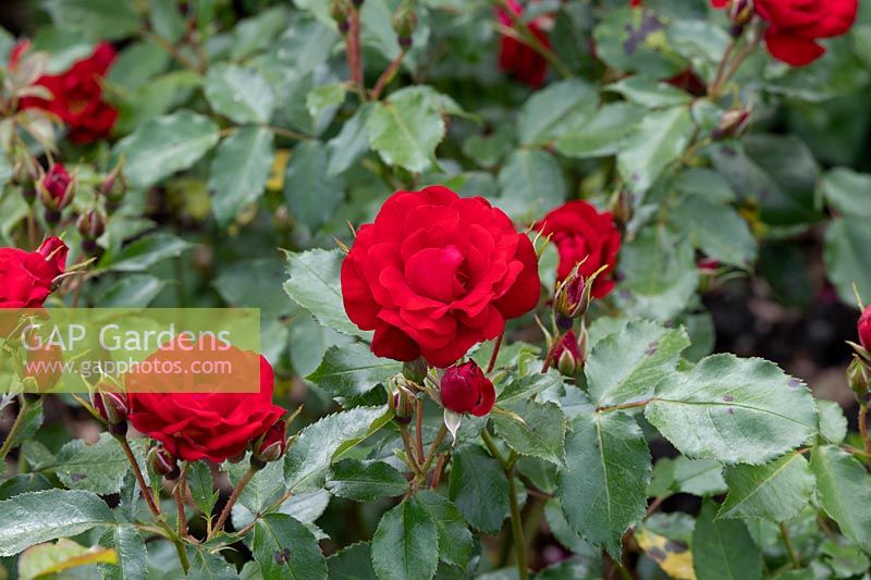 Rosa Ruby Anniversary 'Harbonny' - Rose 'Ruby Anniversary'