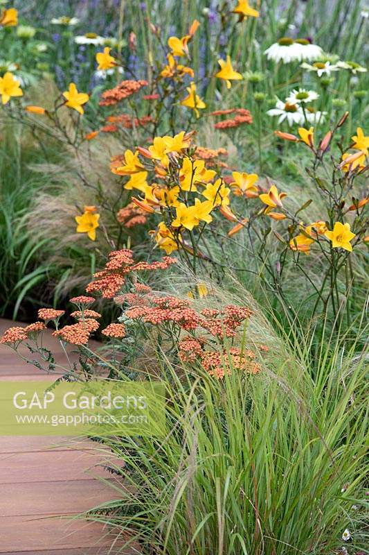 Mixed border with Achillea 'Walter Funke', Hemerocallis 'Golden Chimes', Echinacea purpurea 'White Swan' and ornamental grasses. The Phytosanctuary Garden at RHS Tatton Park Flower Show, 2019. 