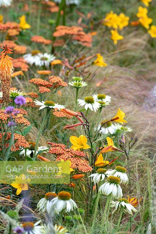 Mixed border with Achillea 'Walter Funke', Hemerocallis 'Golden Chimes', Echinacea purpurea 'White Swan' and ornamental grasses. The Phytosanctuary Garden at RHS Tatton Park Flower Show, 2019.
