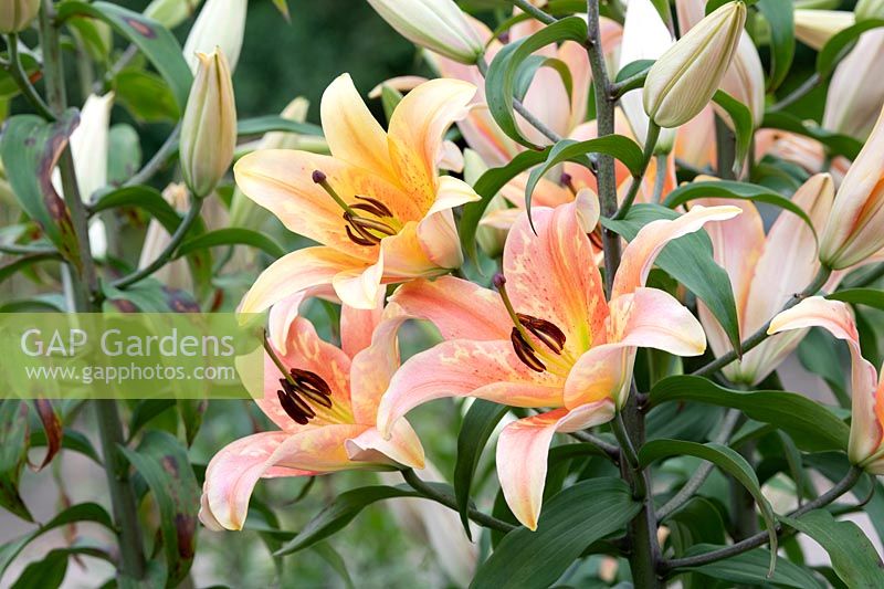 Lilium 'Zelmira' - Oriental Trumpet Lily 'Zelmira'