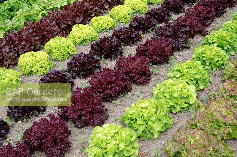 Rows of Lactuca sativa - Lettuce in vegetable patch, including Lettuce 'Navara', 'Flashy Butter Oak', 'Salad Bowl', 'Bigan', 'Lollo Bionda' and 'Rosso di Trento'

