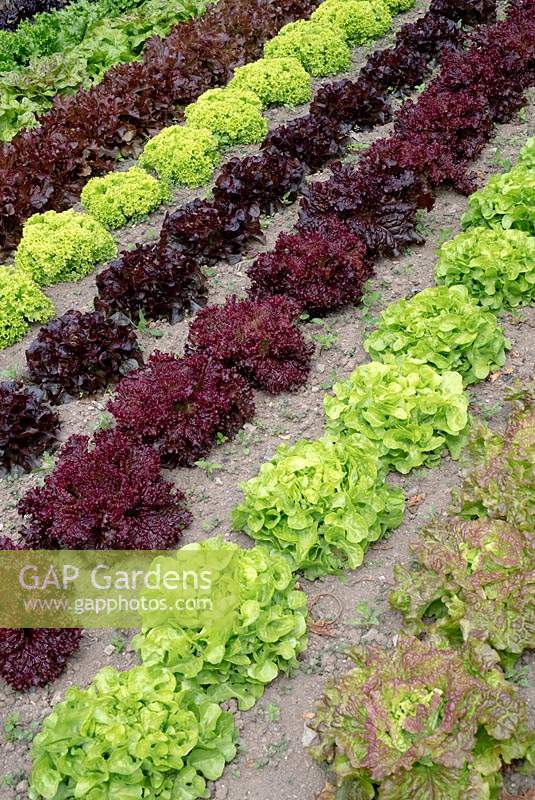 Rows of Lactuca sativa - Lettuce in vegetable patch, including Lettuce 'Navara', 'Flashy Butter Oak', 'Salad Bowl', 'Bigan', 'Lollo Bionda' and 'Rosso di Trento'