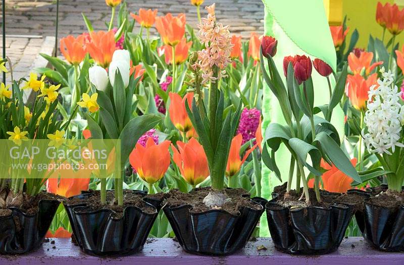 A row of flowering Hyacinthus, Narcissus and Tulipa are planted in containers made from distorted records. 
