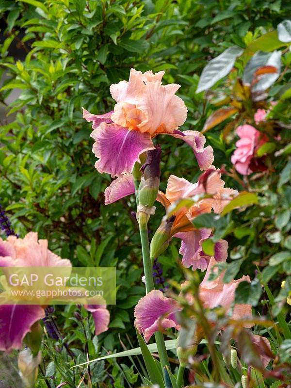Iris 'Carnaby' - Bearded Iris 'Carnaby' 