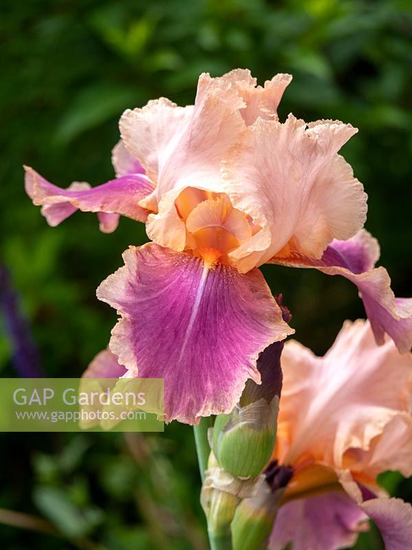Iris 'Carnaby' - Bearded Iris 'Carnaby'