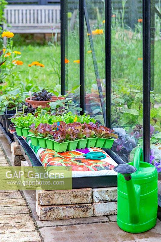 Tools and Materials ready for growing lettuce in a growbag