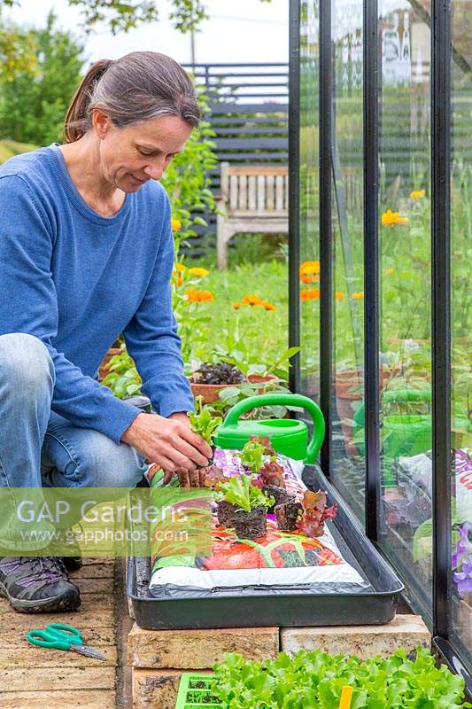 Woman planting lettuce plugs into growbag. 