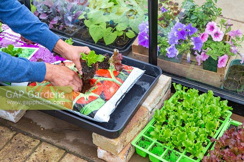 Woman planting lettuce plugs into growbag. 