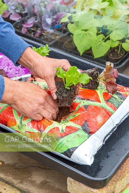 Woman planting lettuce plugs into growbag. 