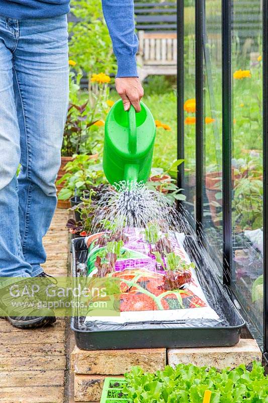 Woman watering newly planted lettuce plugs in growbag using a watering can. 