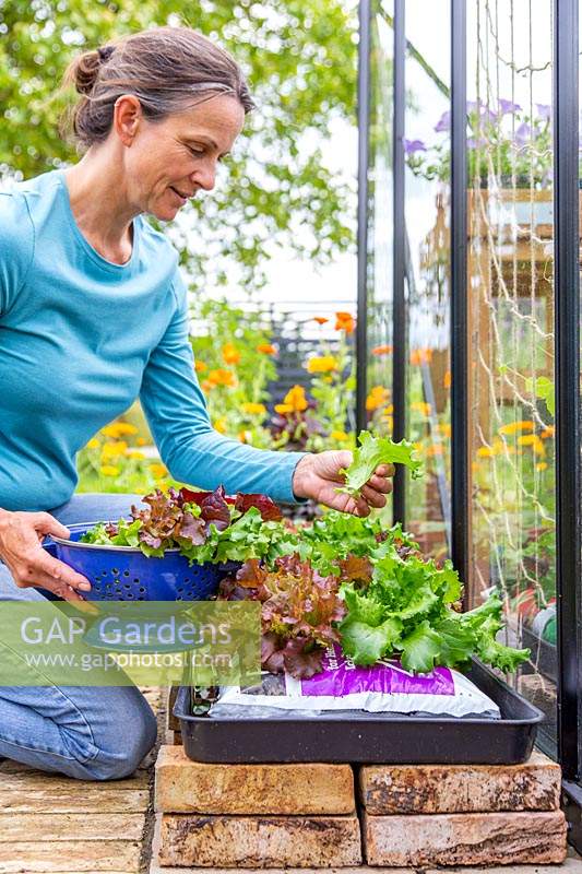 Woman harvesting Lettuce grown in grow bag. 