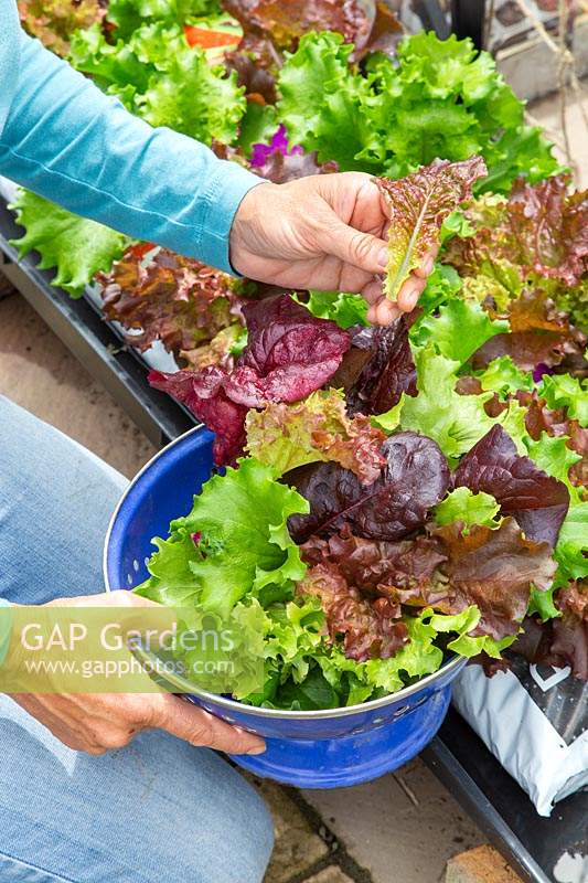 Woman harvesting Lettuce grown in grow bag