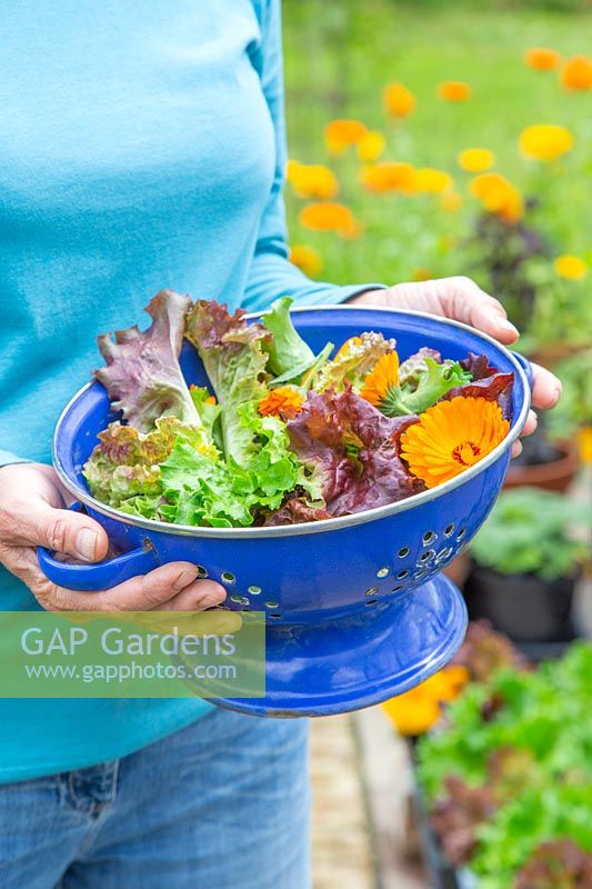 Woman holding colander with harvested Lettuce and Calendula flowers. 