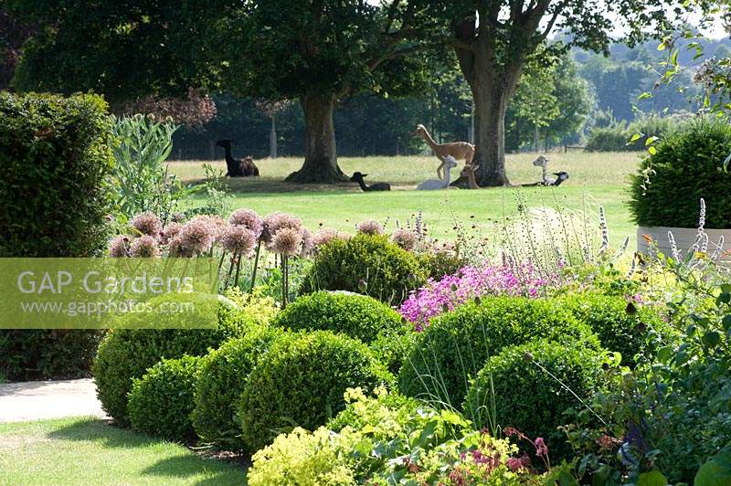 Clipped Box balls and flowering Alliums in border, with view to group of alpaccas resting on lawn. 
