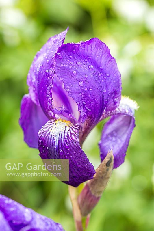 Iris germanica 'Blue Rhythm' - Bearded Iris 'Blue Rhythm' 