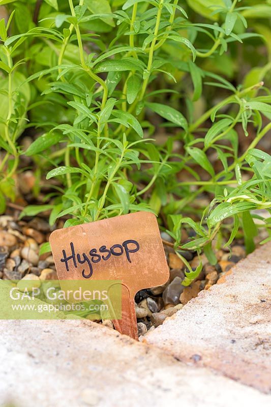 Hyssop with copper label. 