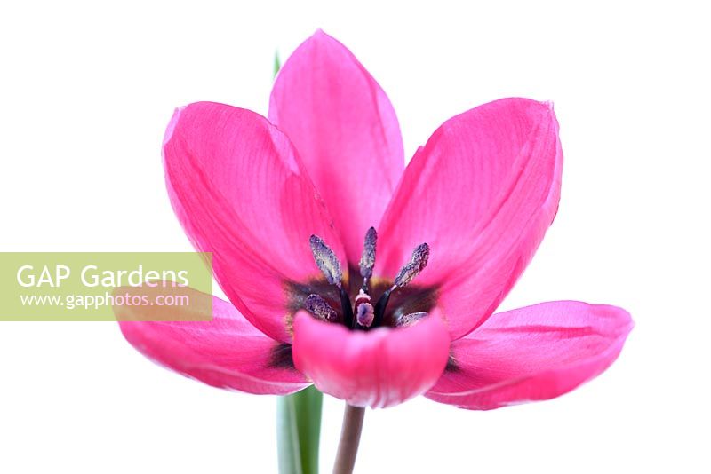 Tulipa humilis Viola... stock photo by Chris Burrows, Image: 1336628
