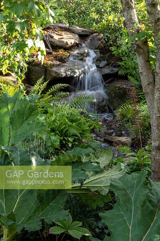 A view over the Gunnera manicata to the waterfall in the RHS Back to Nature Garden.  Acer pseudoplatanus, and ferns - Blechnum spicant and Asplenium scolopendrium. Designer: HRH The Duchess of Cambridge with AndrÃ©e Davies and Adam White. 2019 RHS Hampton Court Flower Show 