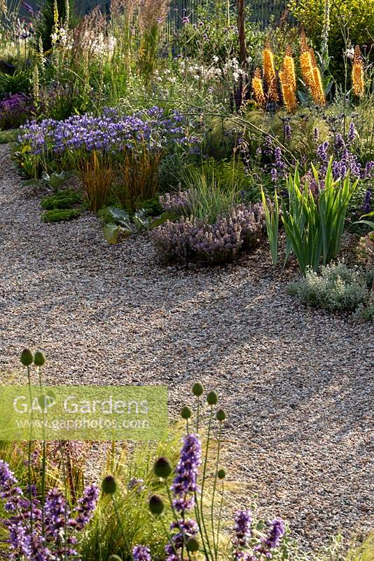 Long shadows stretch across Beth Chatto's Drought-tolerant garden.  Plants include: Nepeta 'Chettle Blue', Triteleia laxa, foxtail lily - Eremurus x isabellinus 'Pinokkio',  Stipa tenuissima, Eryngium bourgatii, Thyme - Thymus 'Silver Posie' , Allium sphaerocephalum and Verbena bonariensis. Designer and contractor David Ward