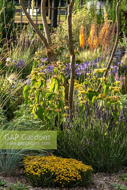 Looking through Amelanchier lamarckii stems on the Beth Chatto's Drought-tolerant garden.  Plants include: Foxtail lilies - Eremurus x isabellinus 'Pinokkio', Wormwood - Artemisia 'Powis Castle', Phlomis russeliana and Santolina chamaecyparissus.  Designern and contractor David Ward.