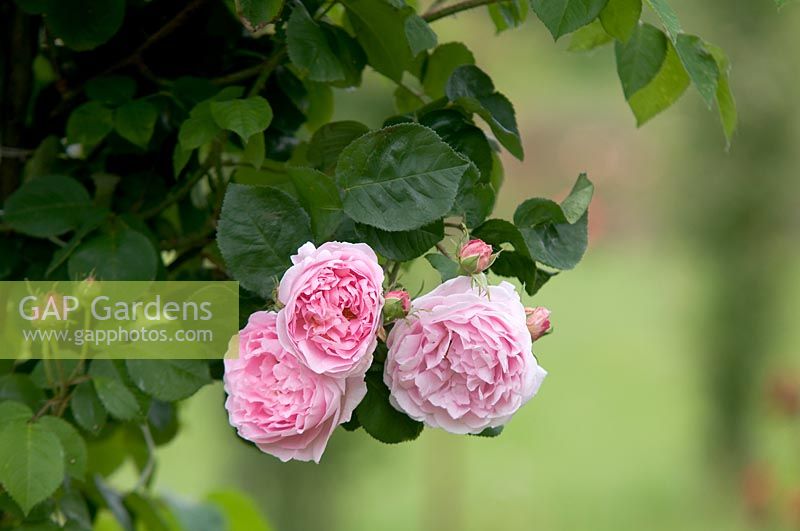 Rosa 'Constance Spry'  June, Czech Republic