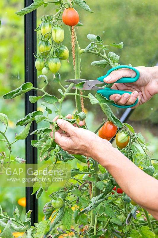Woman using scissors to remove tomato foliage in order to aid ripening of fruit