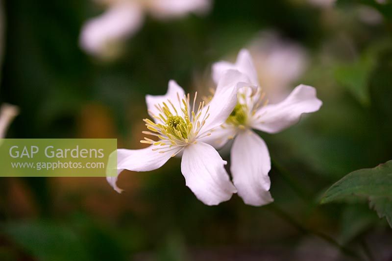 Clematis montana var. wilsonii