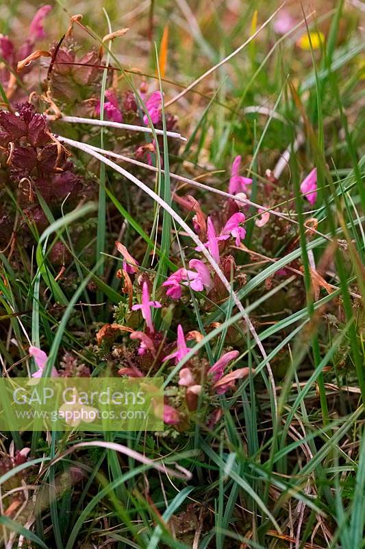 Pedicularis sylvatica - Lousewort growing on acid peat moorland 