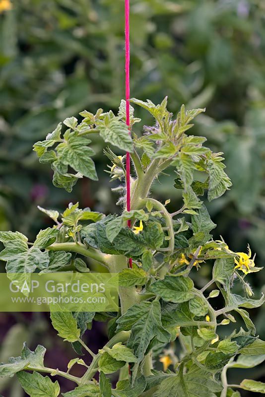Solanum lycopersicum - Tomato twined around string for support
