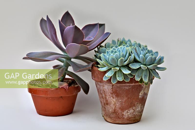 Echeveria elegans AGM with Graptoveria 'Fred Ives' white background