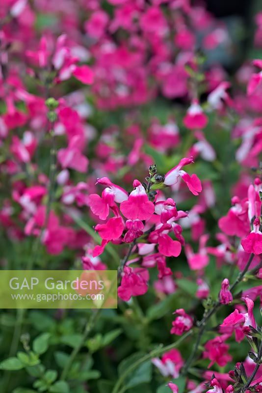 Salvia microphylla 'Pink Lips'