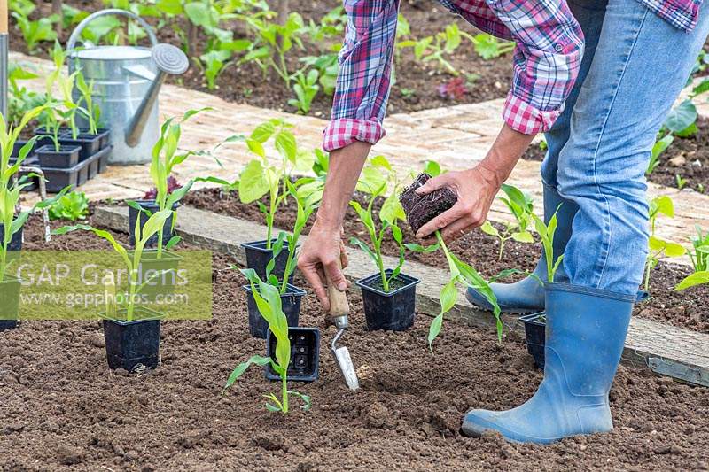 Woman planting young Sweetcorn plants using a hand trowel. 