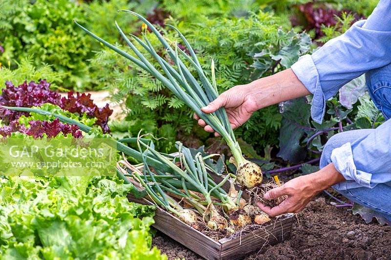 Woman holding wooden box with harvested Allium cepa 'Centurion' - Onion 'Centurion'.
