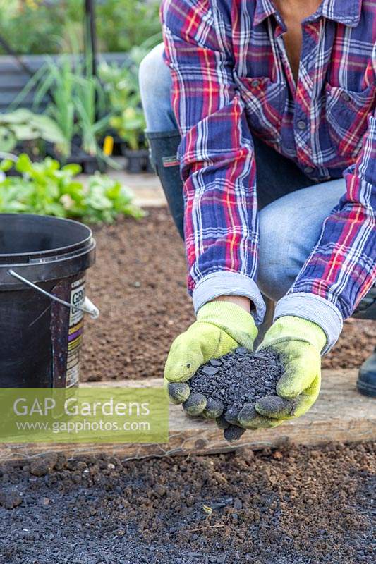 Woman adding charcoal to bed as soil improver.