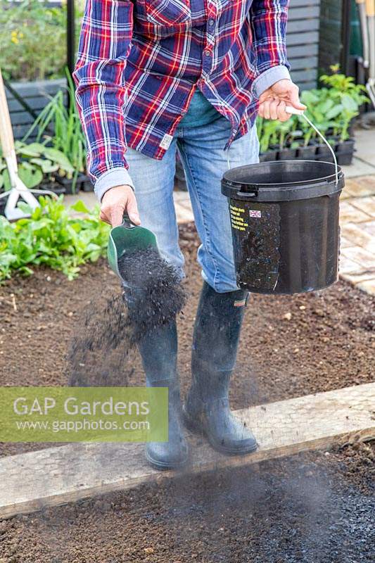 Woman adding charcoal to bed as soil improver in kitchen garden 