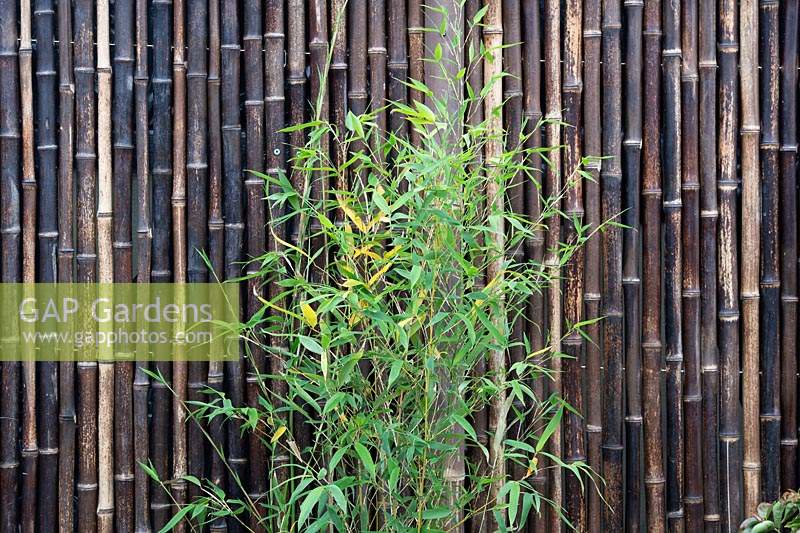 Bamboo foliage and bamboo screen. The Equilibrium Garden, designed by Richard Heys MICHort and Audra Bickerdyke, working with female prisoners at HMPPS and YOI Styal, RHS Tatton Park Flower Show, 2019. 

