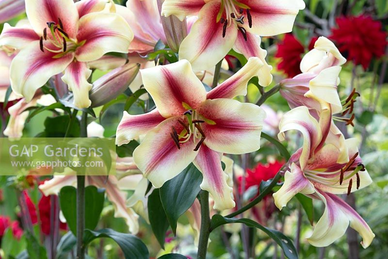 Lilium 'Nymph' - Oriental Trumpet Lily 'Nymph'