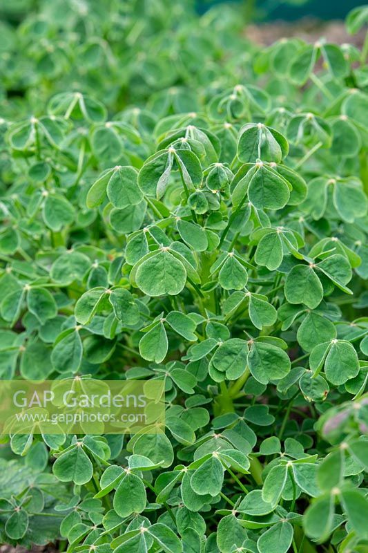 Oxalis tuberosa - Oca 