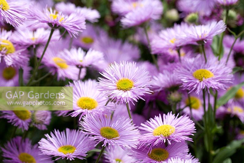 Erigeron 'Prosperity' - Fleabane Daisy - July