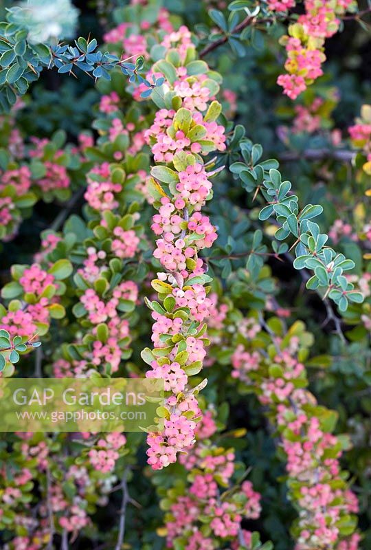 Berberis wilsoniae - Wilson's Barberry
