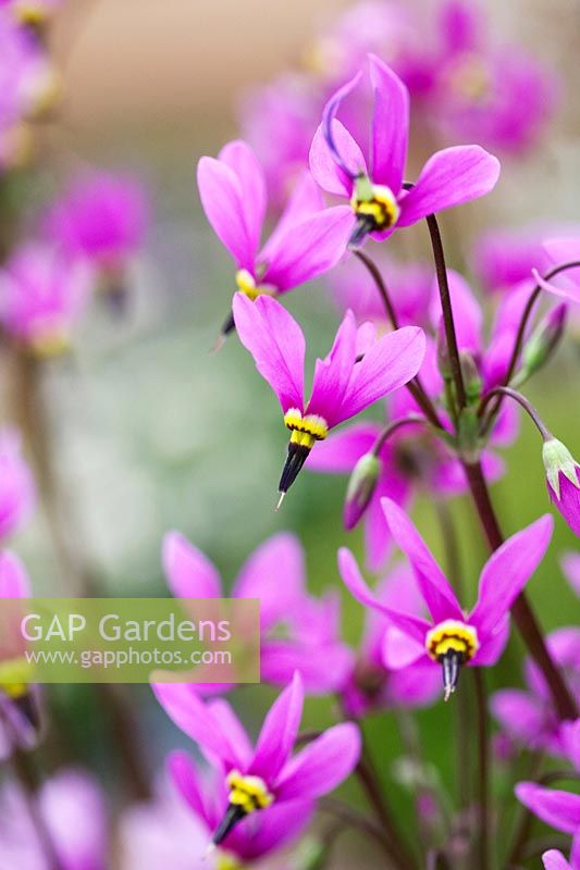 Dodecatheon meadia - Shooting Star